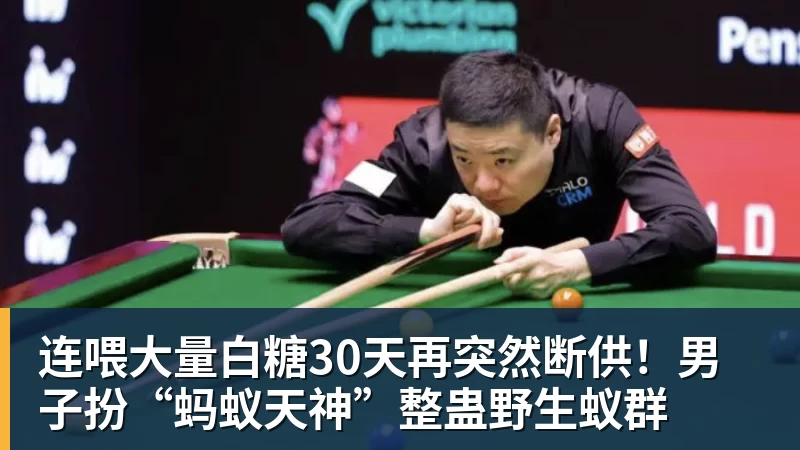 连喂大量白糖30天再突然断供!男子扮“蚂蚁天神”整蛊野生蚁群